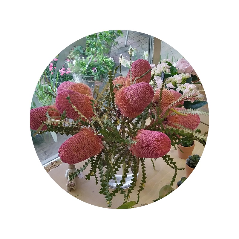 Banksia